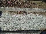 image of grave number 387044
